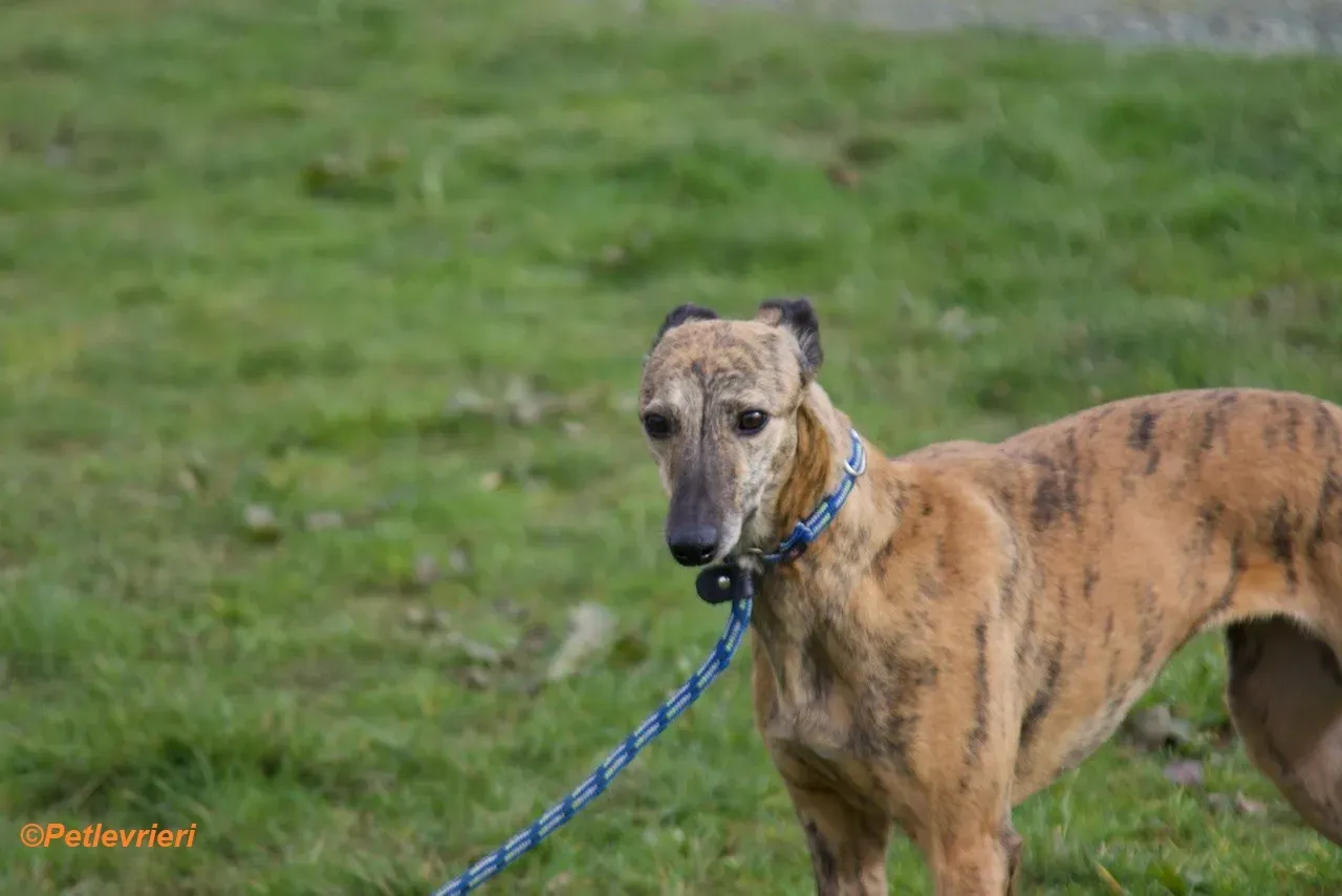 Leah adozione levrieri greyhound 10