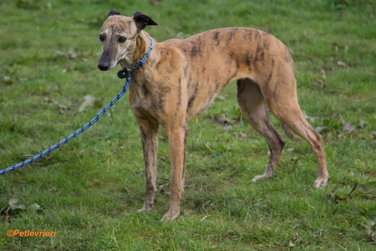 Leah adozione levrieri greyhound 11