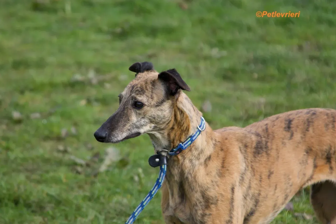 Leah adozione levrieri greyhound 12