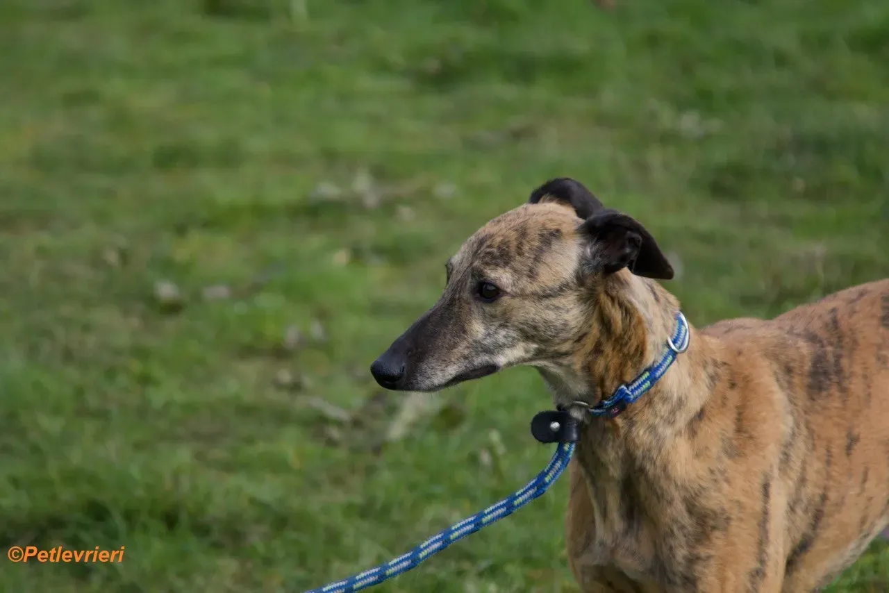 Leah adozione levrieri greyhound 13