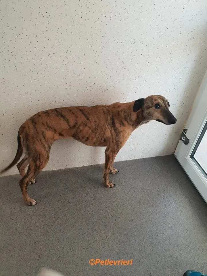 Leah adozione levrieri greyhound 2