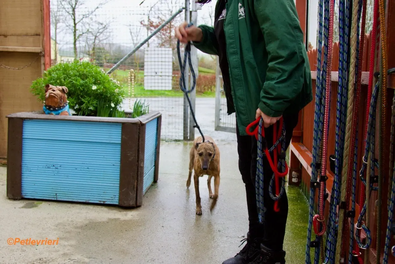 Leah adozione levrieri greyhound 3