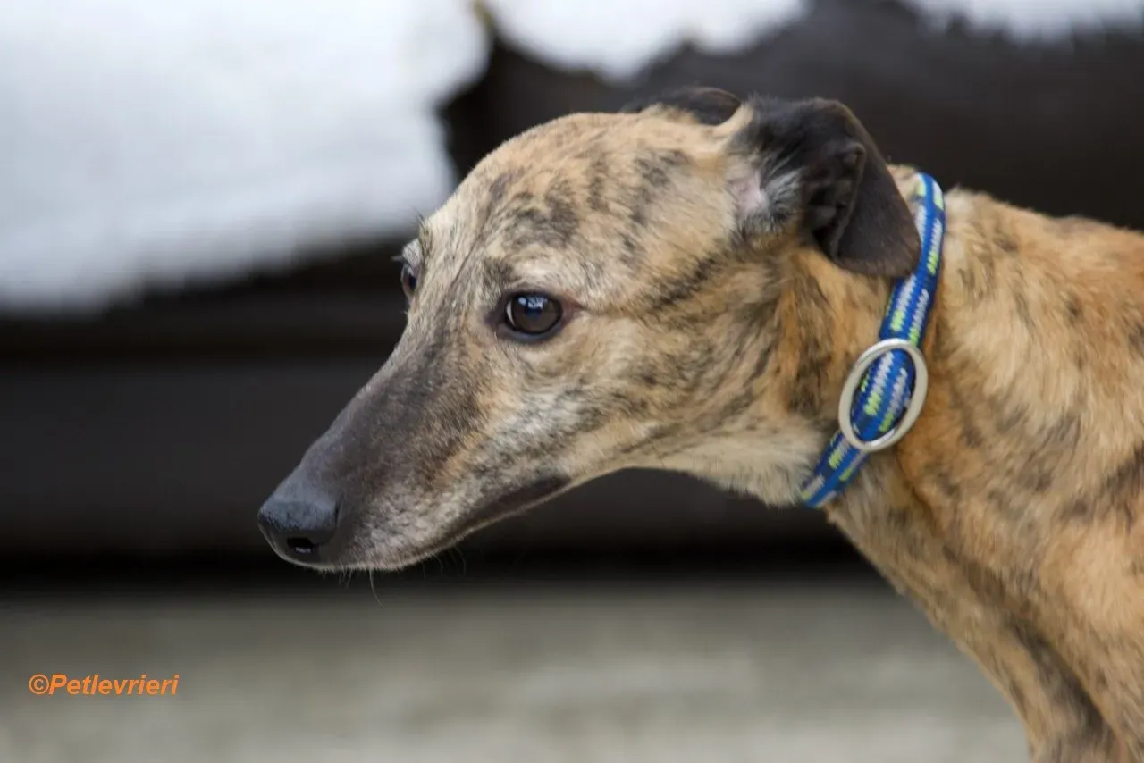 Leah adozione levrieri greyhound 4