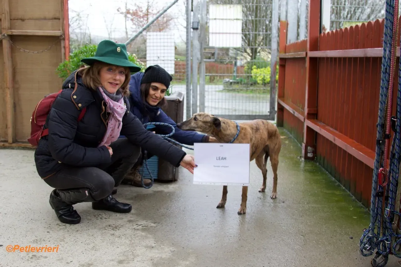 Leah adozione levrieri greyhound 5