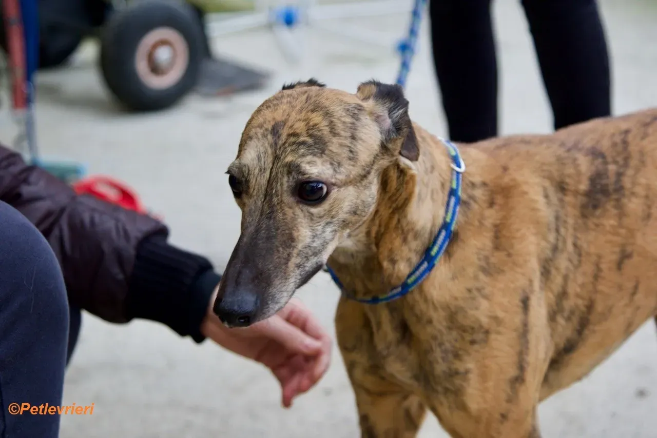 Leah adozione levrieri greyhound 6