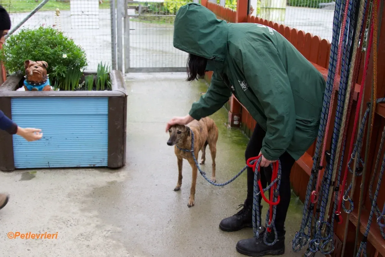 Leah adozione levrieri greyhound 7