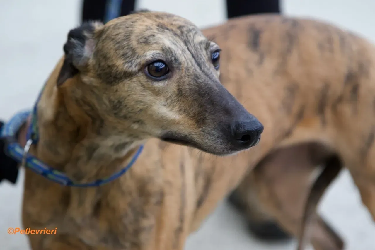 Leah adozione levrieri greyhound 8