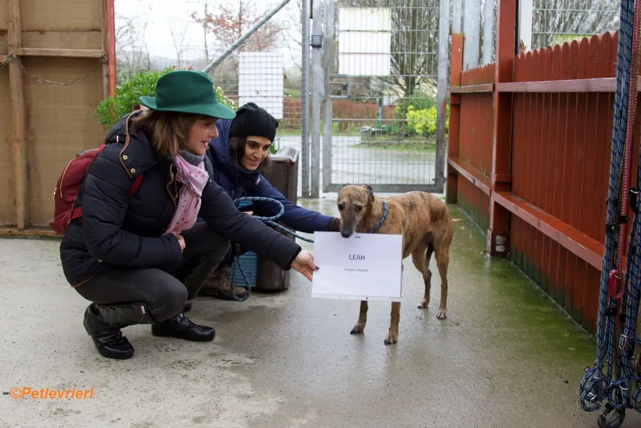 Leah adozione levrieri greyhound 9