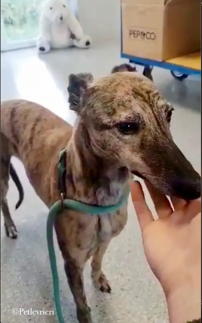 Leah whippet pet levrieri 1