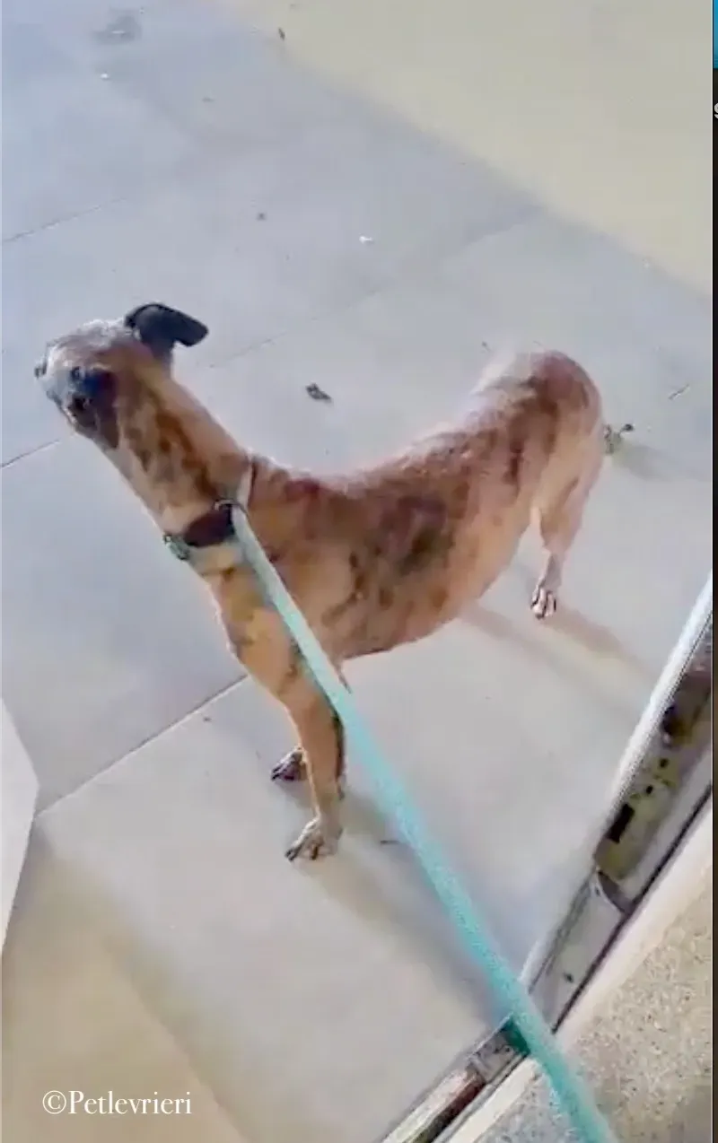 Leah whippet pet levrieri 2