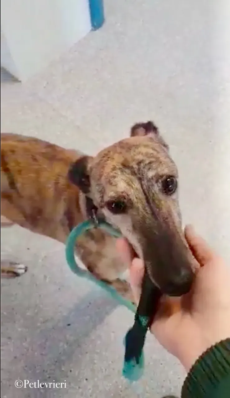 Leah whippet pet levrieri 3