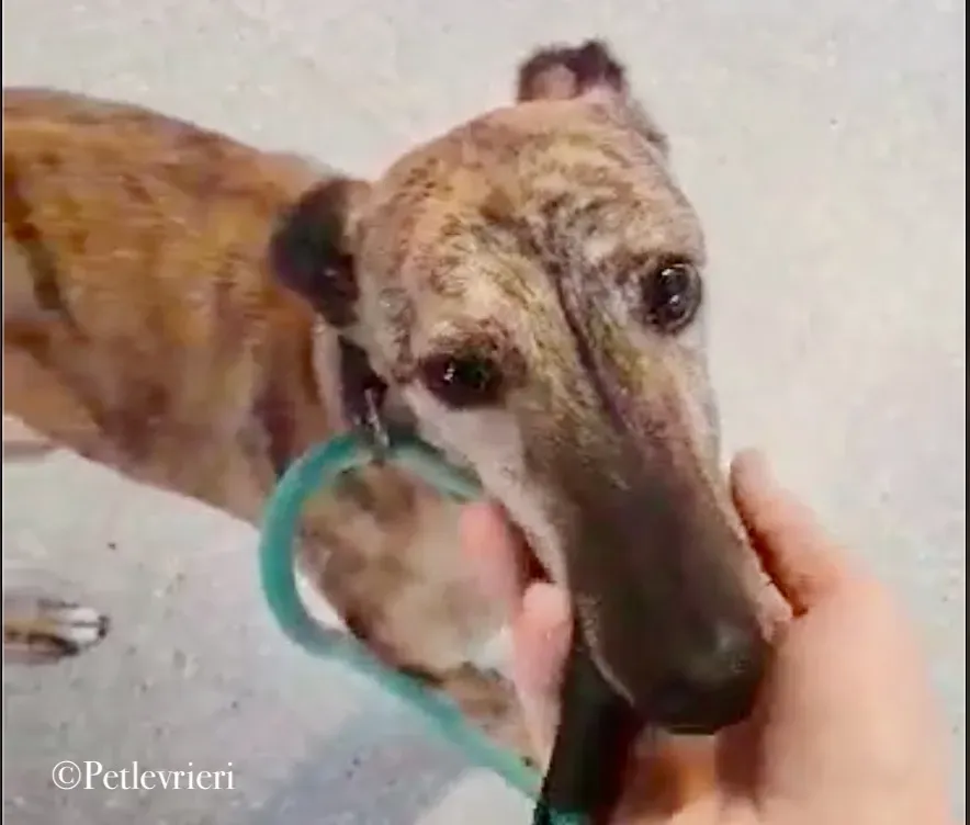 Leah whippet pet levrieri 4