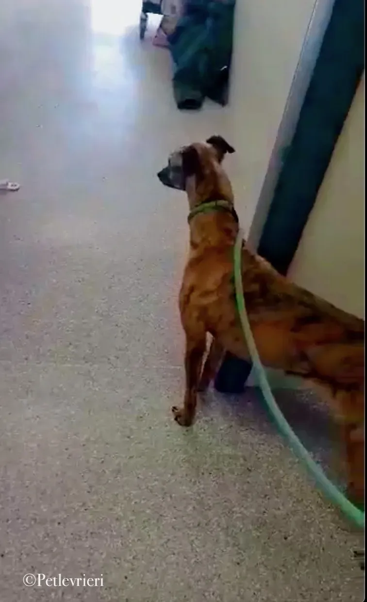 Leah whippet pet levrieri 5