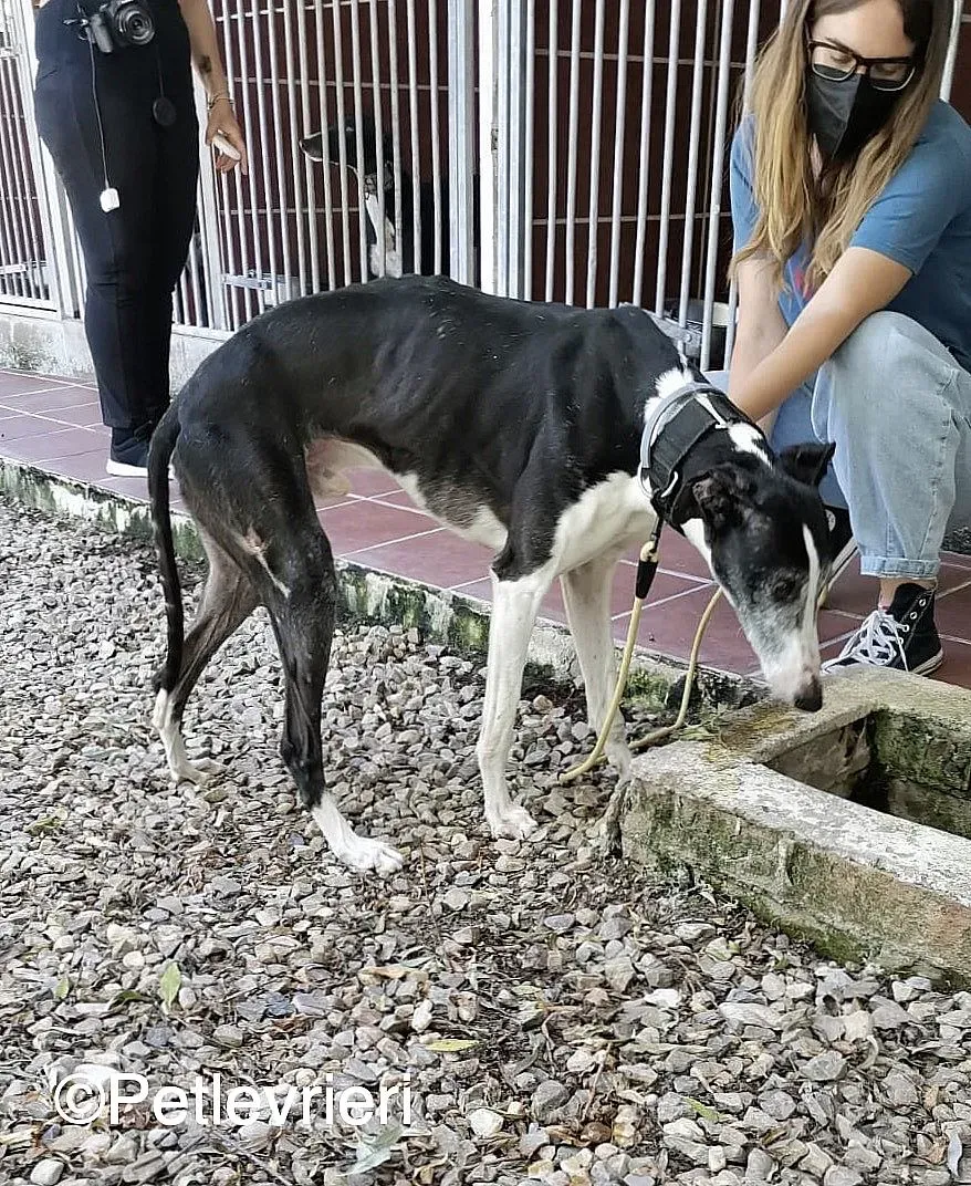 Lego adozione levrieri galgo 01