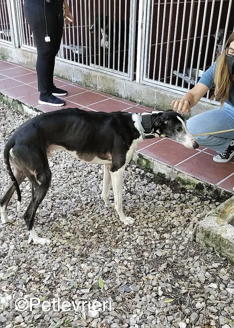 Lego adozione levrieri galgo 02