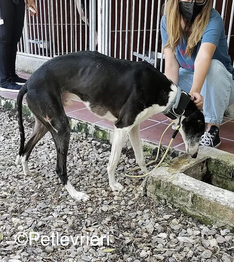 Lego adozione levrieri galgo 03