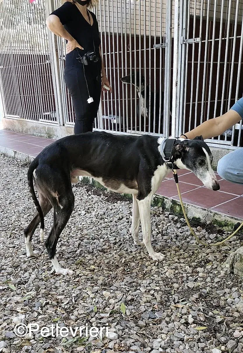 Lego adozione levrieri galgo 04