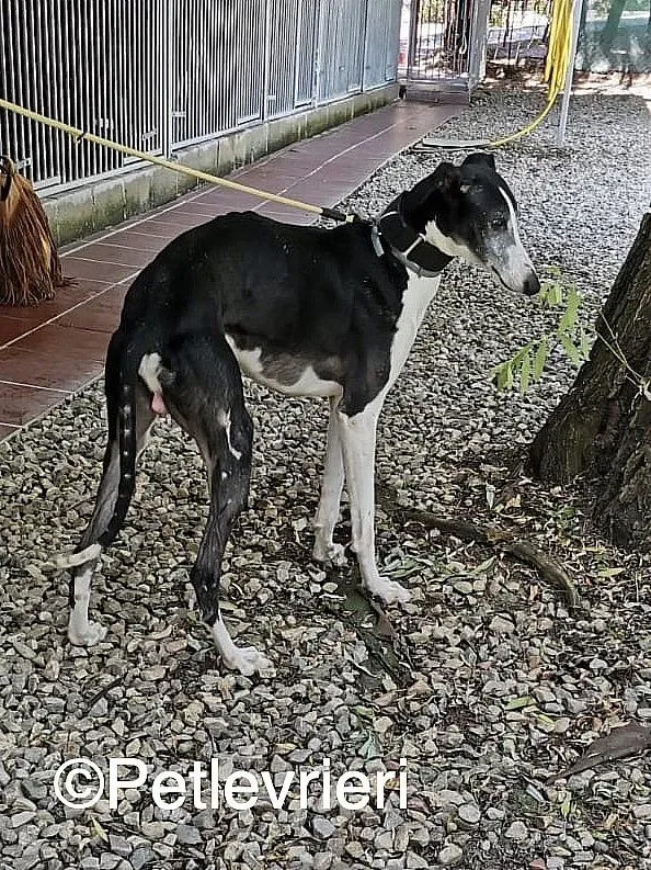 Lego adozione levrieri galgo 05