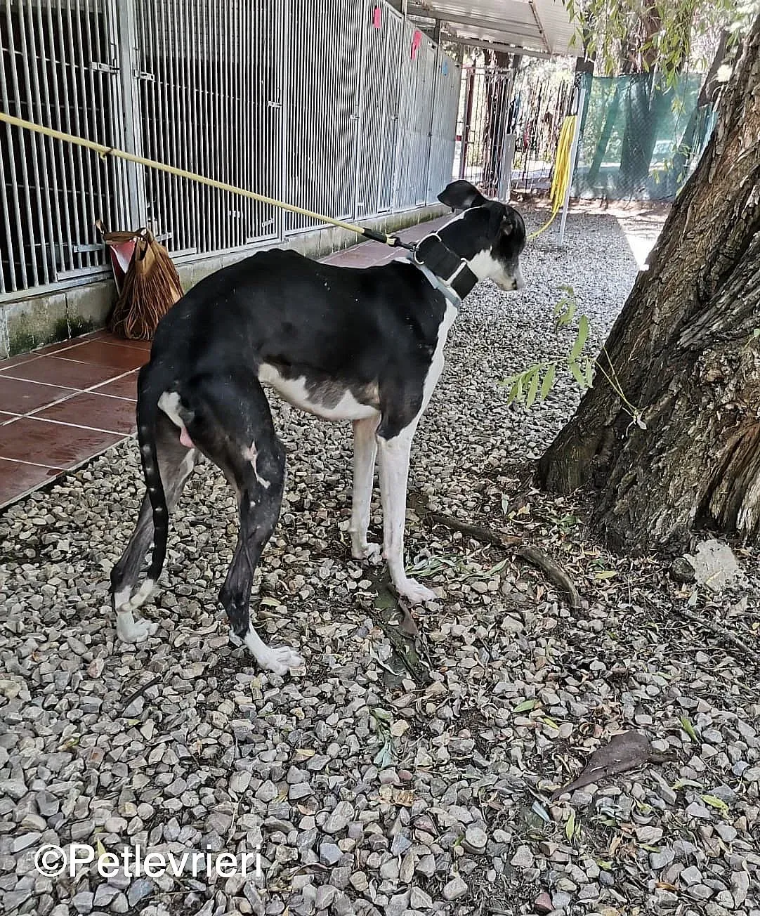 Lego adozione levrieri galgo 06