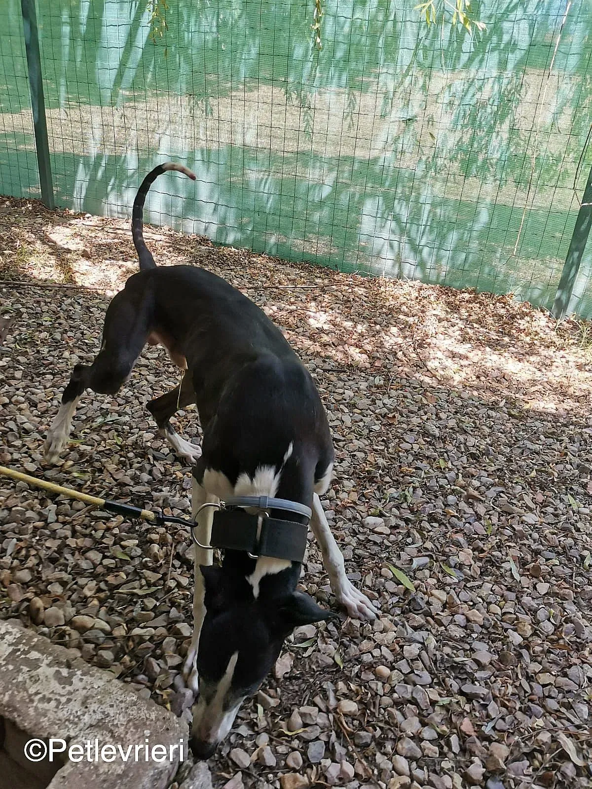 Lego adozione levrieri galgo 07