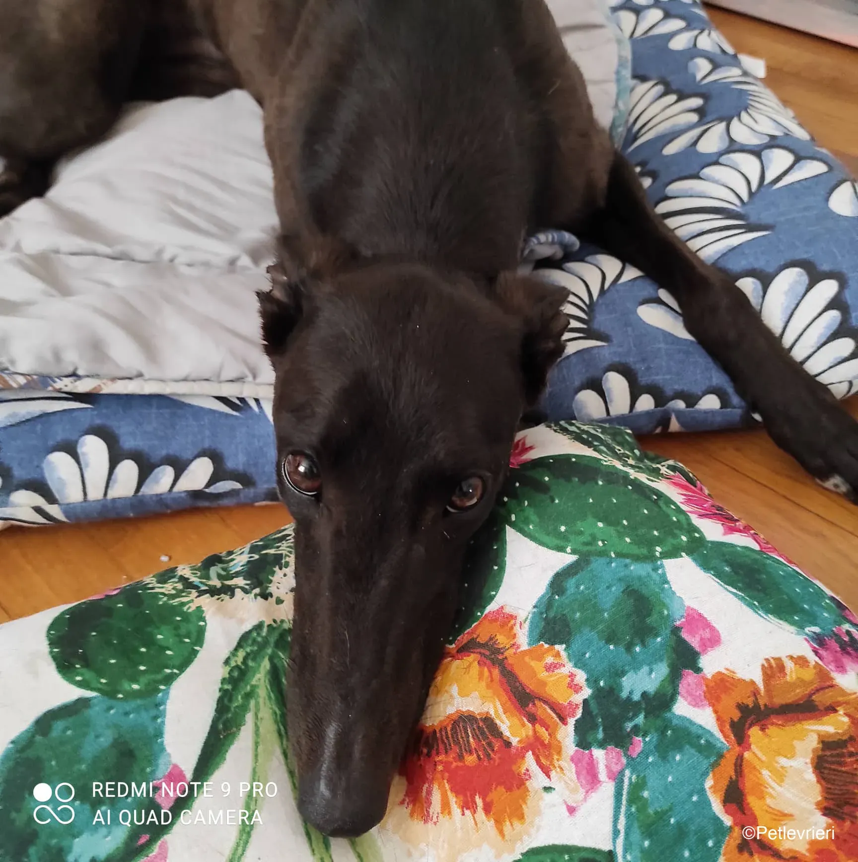 Lelia adozione levrieri greyhound blackdog 01