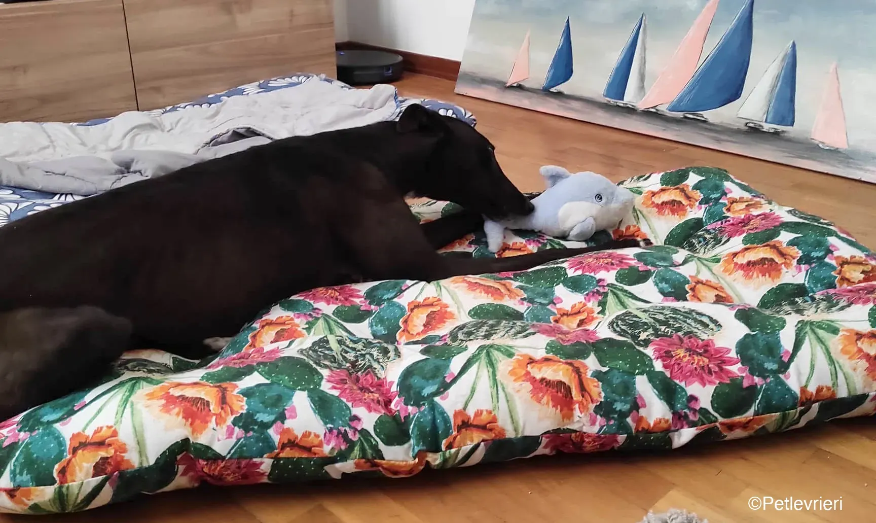 Lelia adozione levrieri greyhound blackdog 03