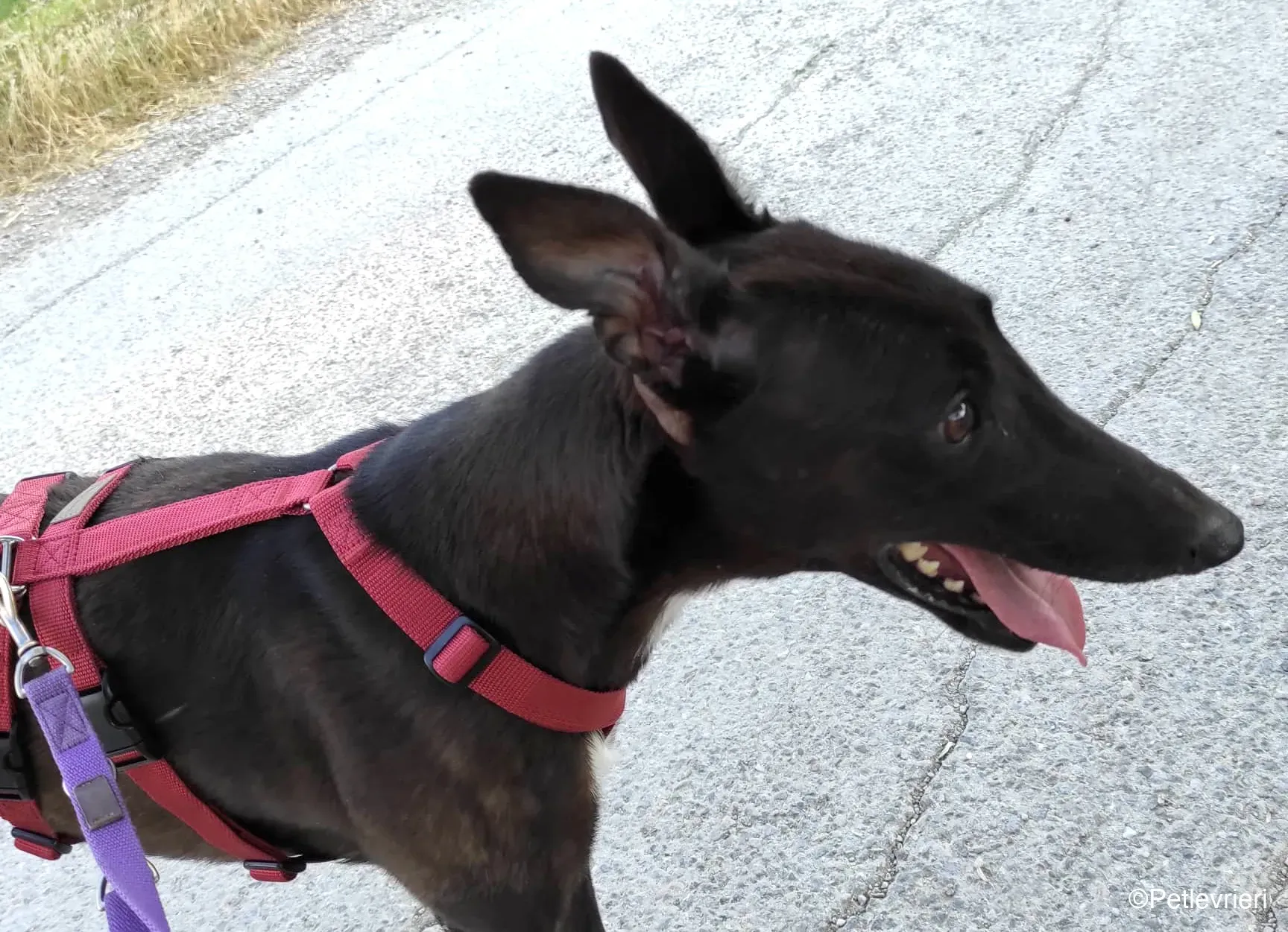 Lelia adozione levrieri greyhound blackdog 04