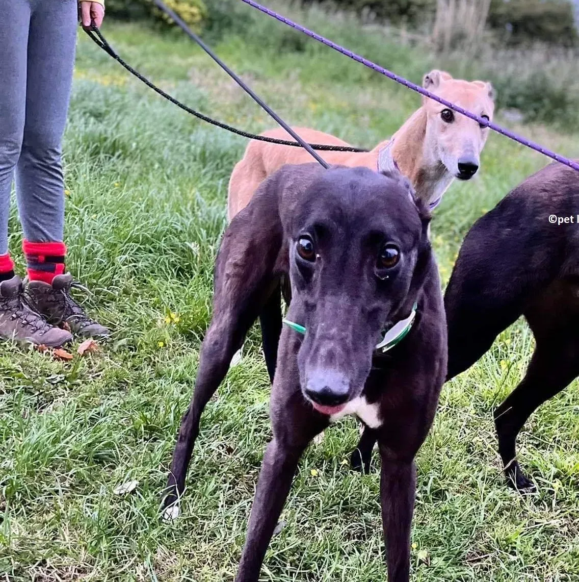 Lelia adozione levriero greyhound1 e1655112472688