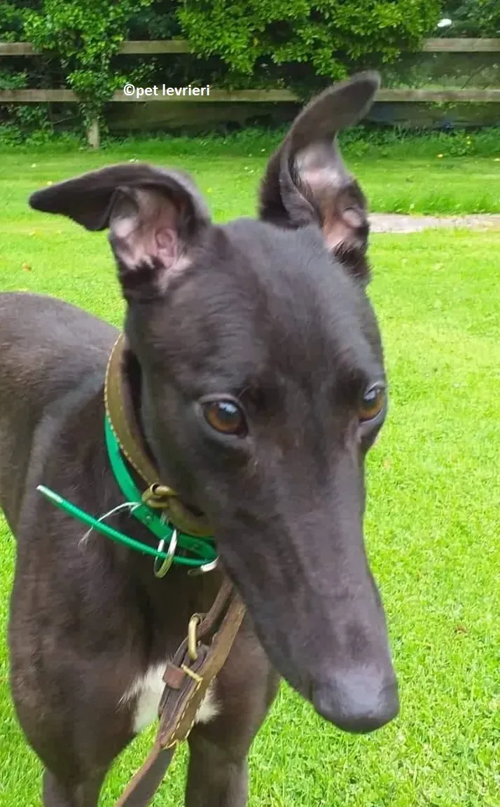 Lelia adozione levriero greyhound2 1