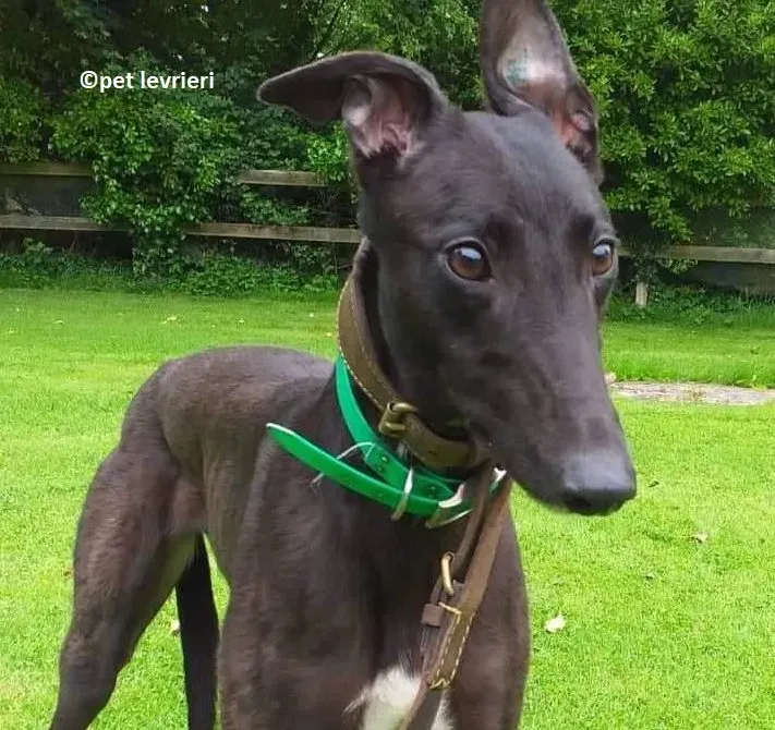 Lelia adozione levriero greyhound3 1 e1655312746397