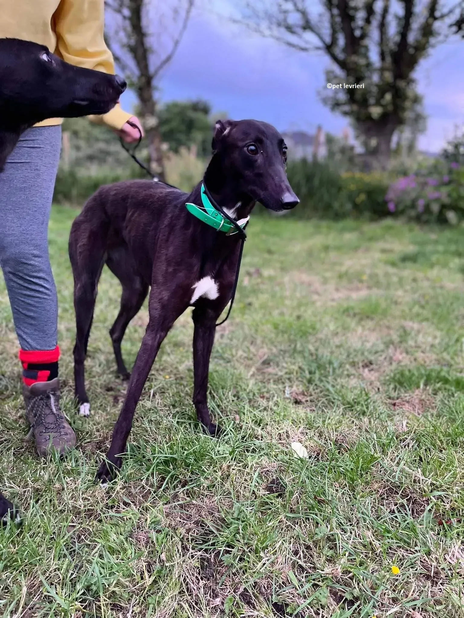 Lelia adozione levriero greyhound3