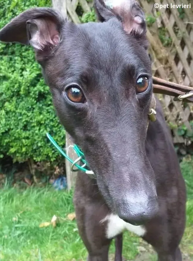 Lelia adozione levriero greyhound8 e1655312565433