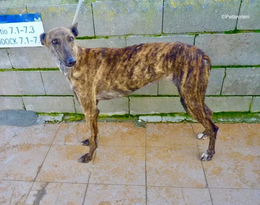 Lena adozione levriero galgo 00