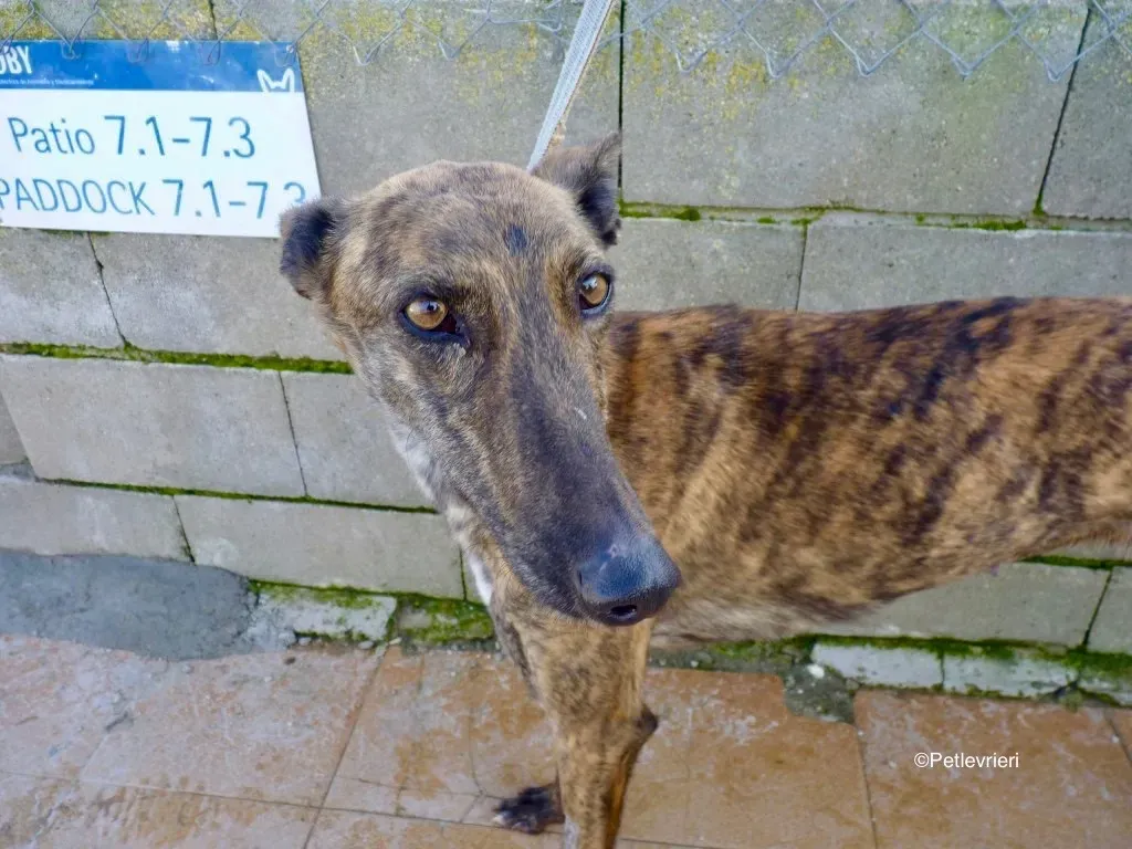 Lena adozione levriero galgo 01