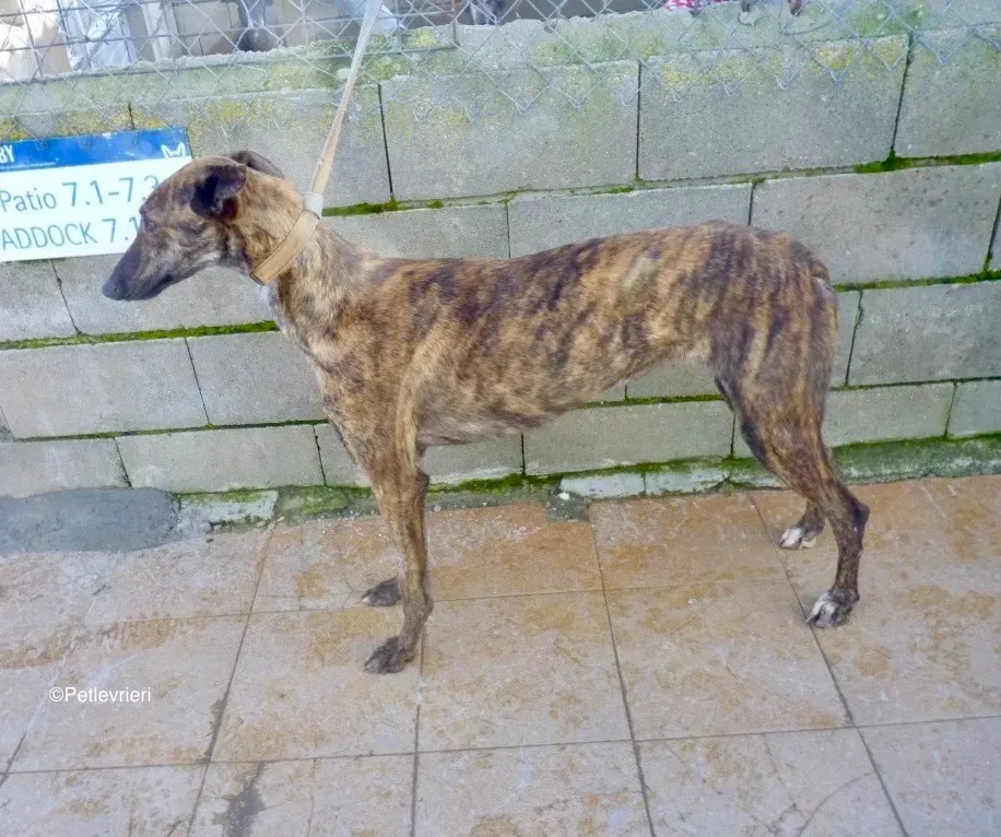 Lena adozione levriero galgo 02