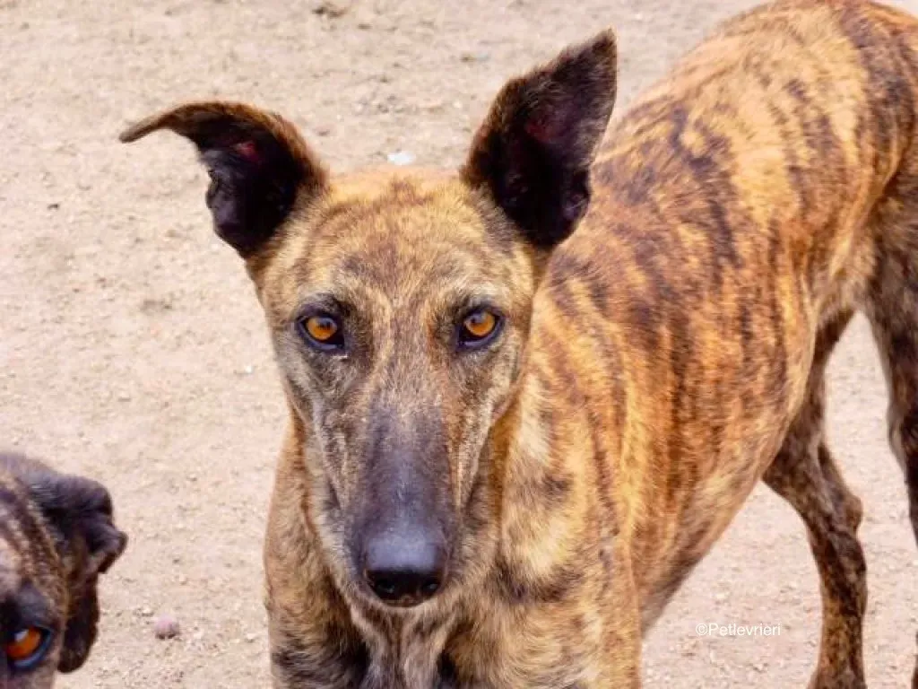 Lena adozione levriero galgo 03