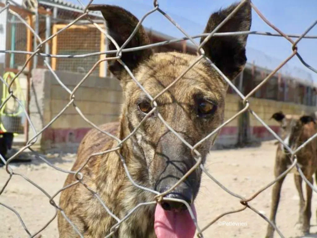 Lena adozione levriero galgo 04