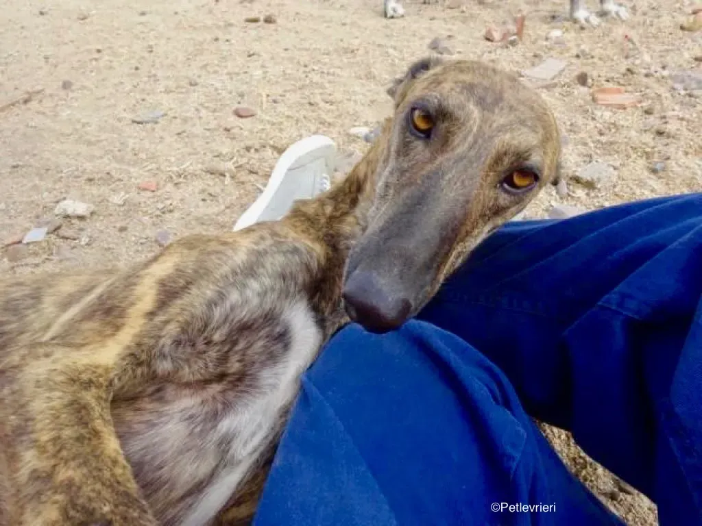 Lena adozione levriero galgo 05