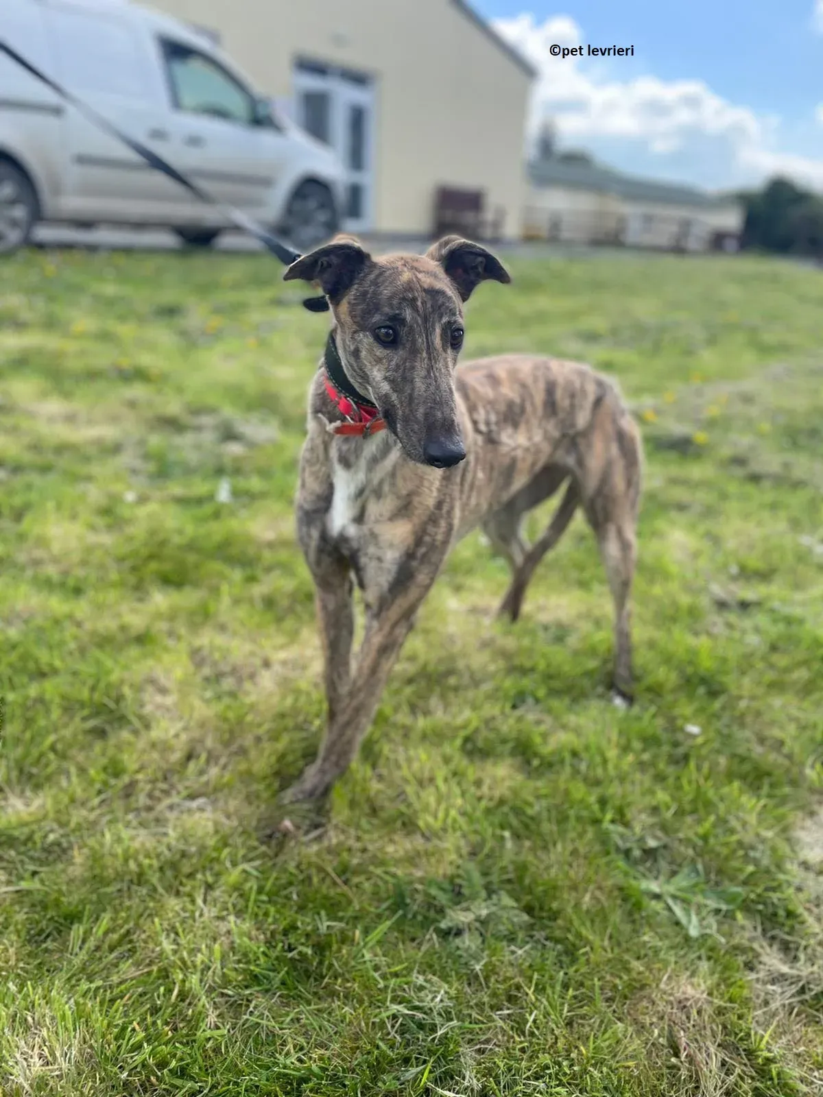 Lena adozione levriero greyhound1 1