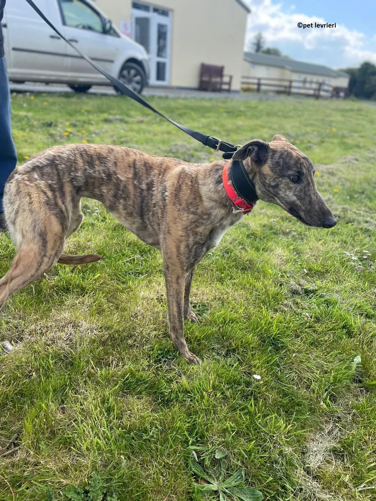 Lena adozione levriero greyhound10