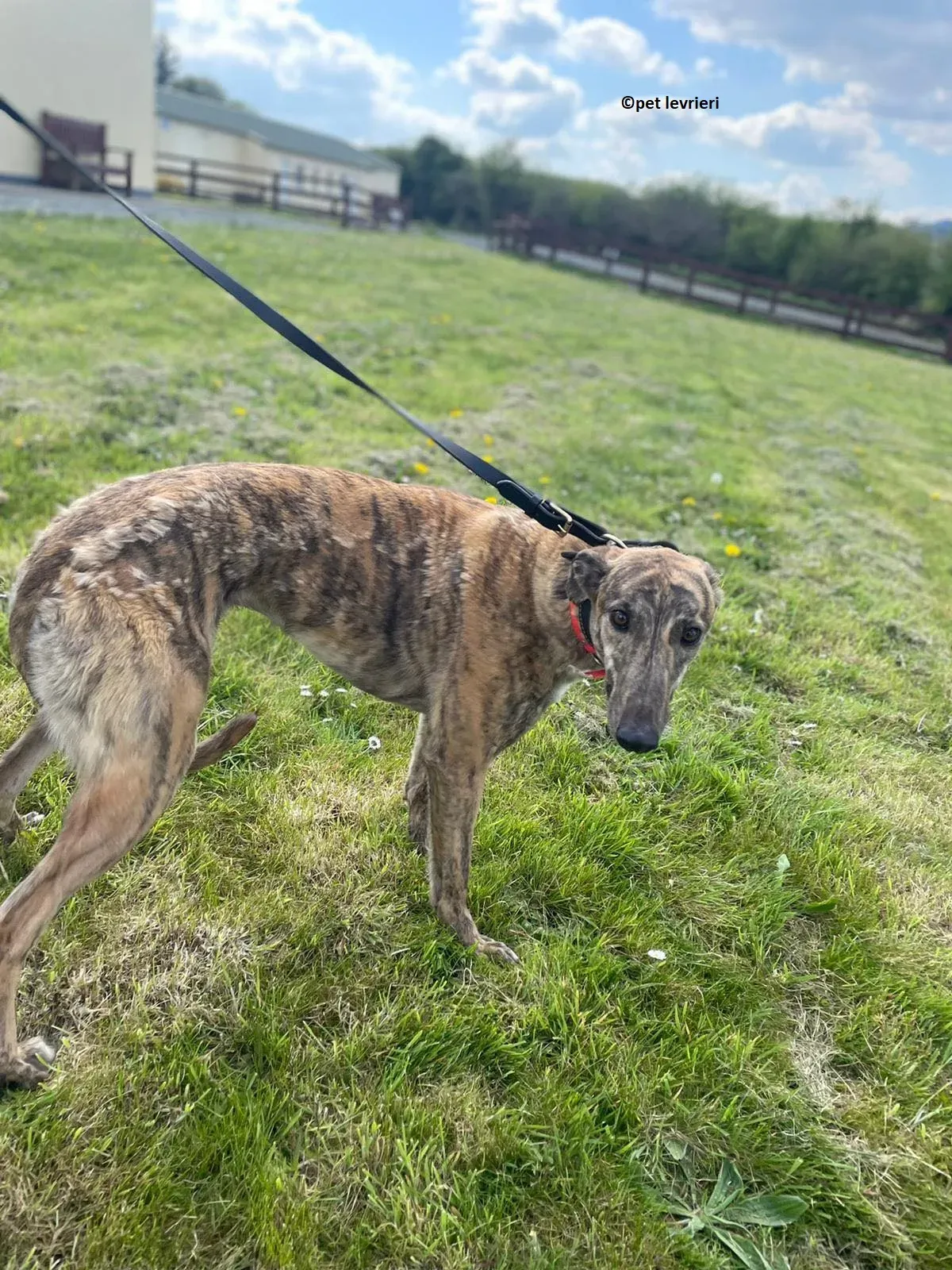 Lena adozione levriero greyhound11