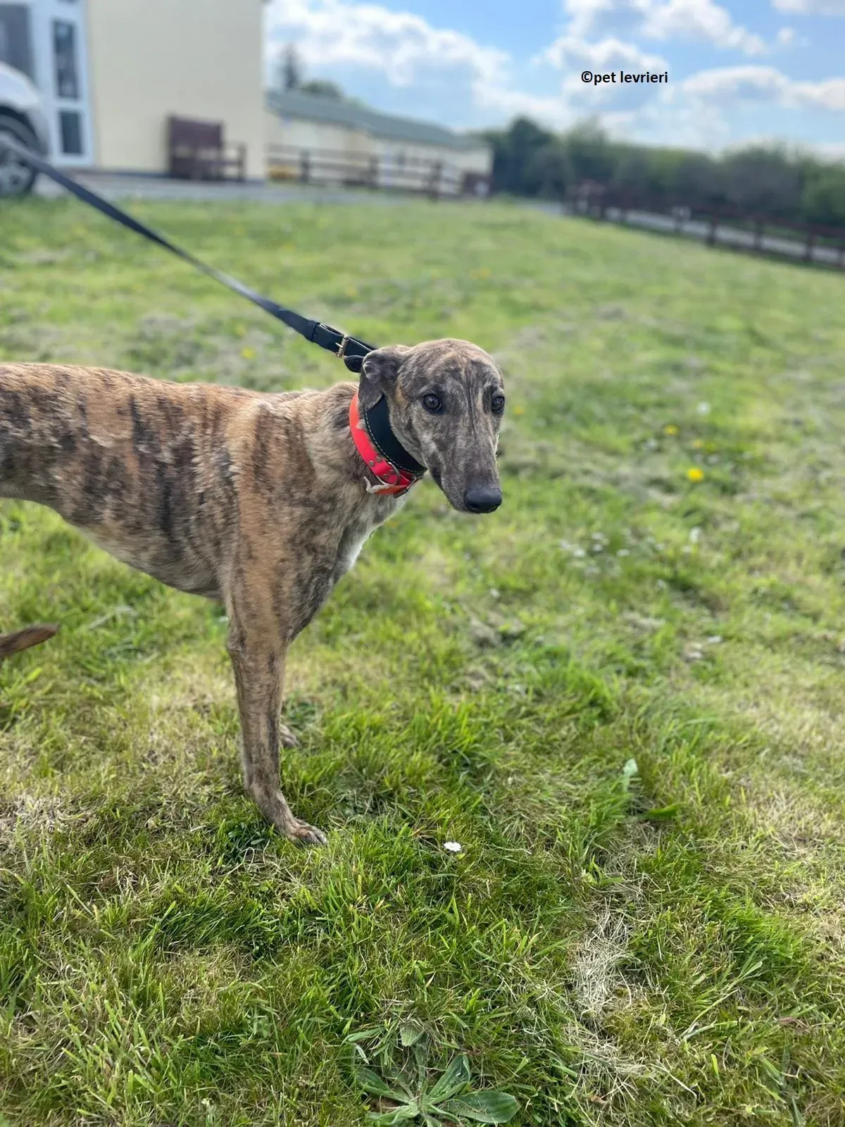 Lena adozione levriero greyhound12