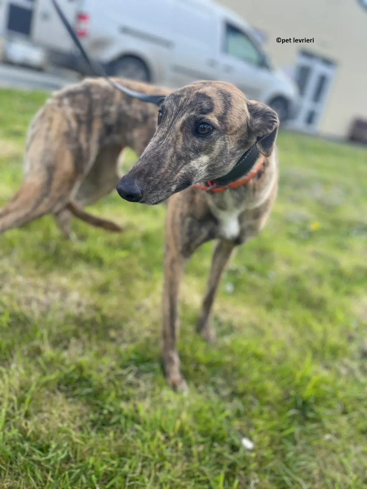 Lena adozione levriero greyhound13