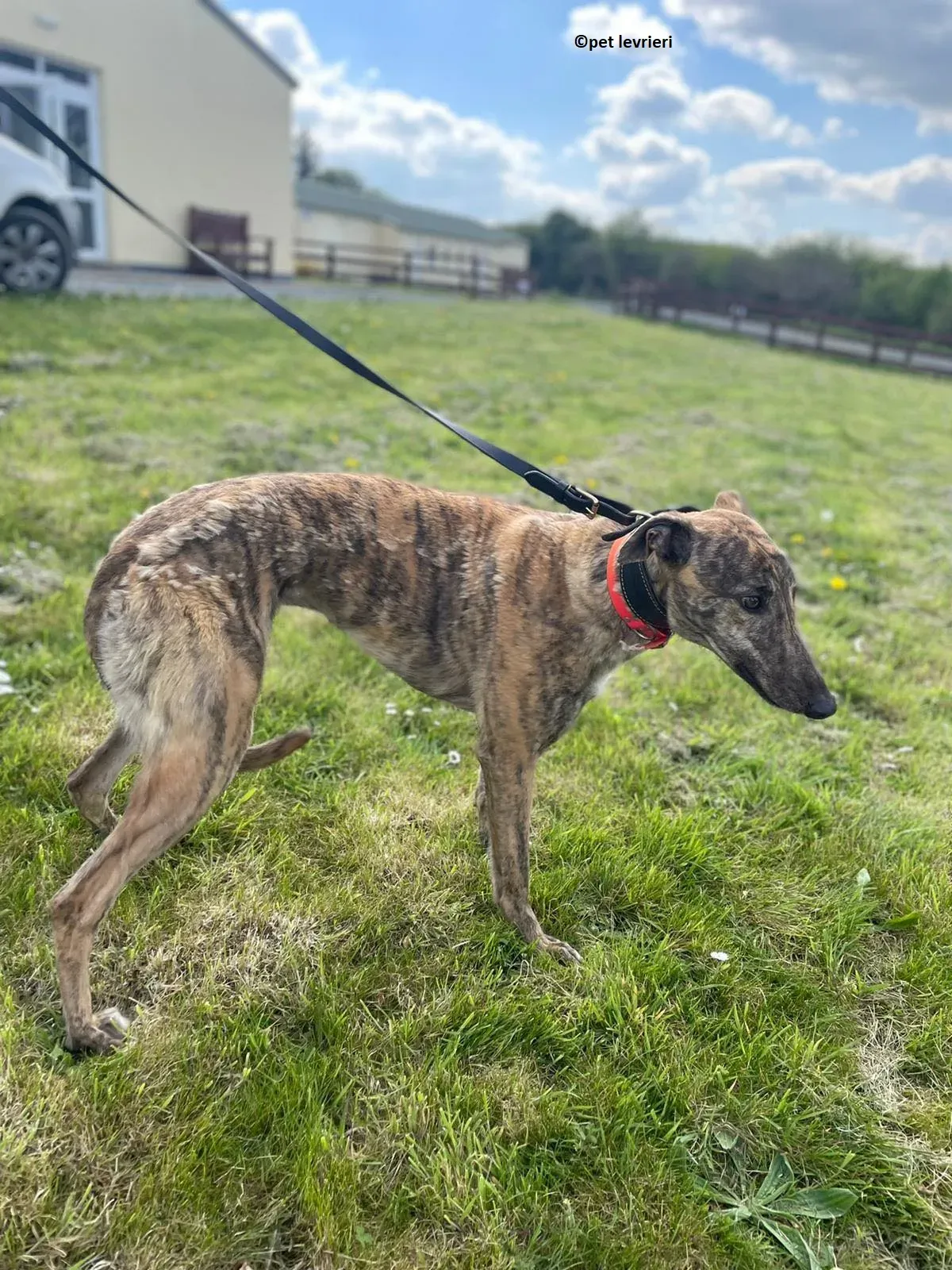 Lena adozione levriero greyhound14