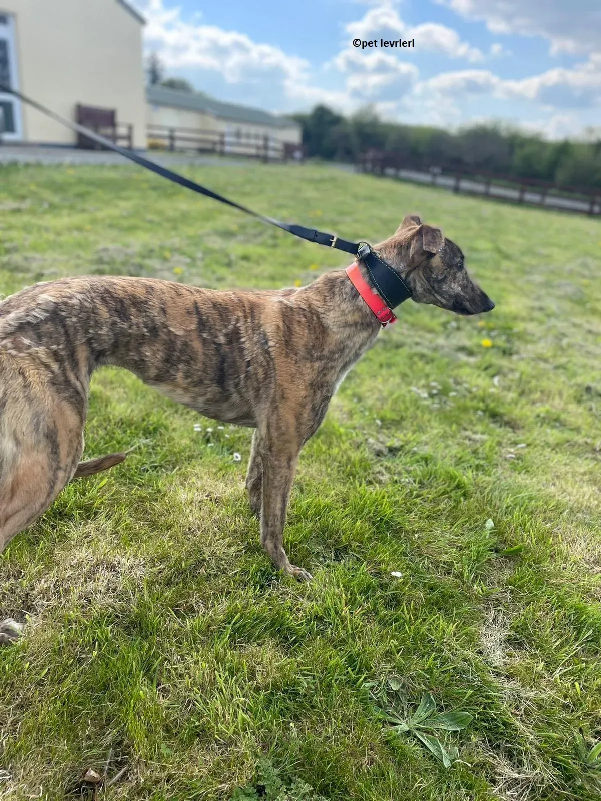 Lena adozione levriero greyhound15