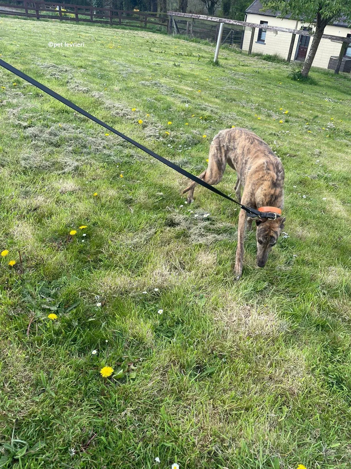 Lena adozione levriero greyhound16