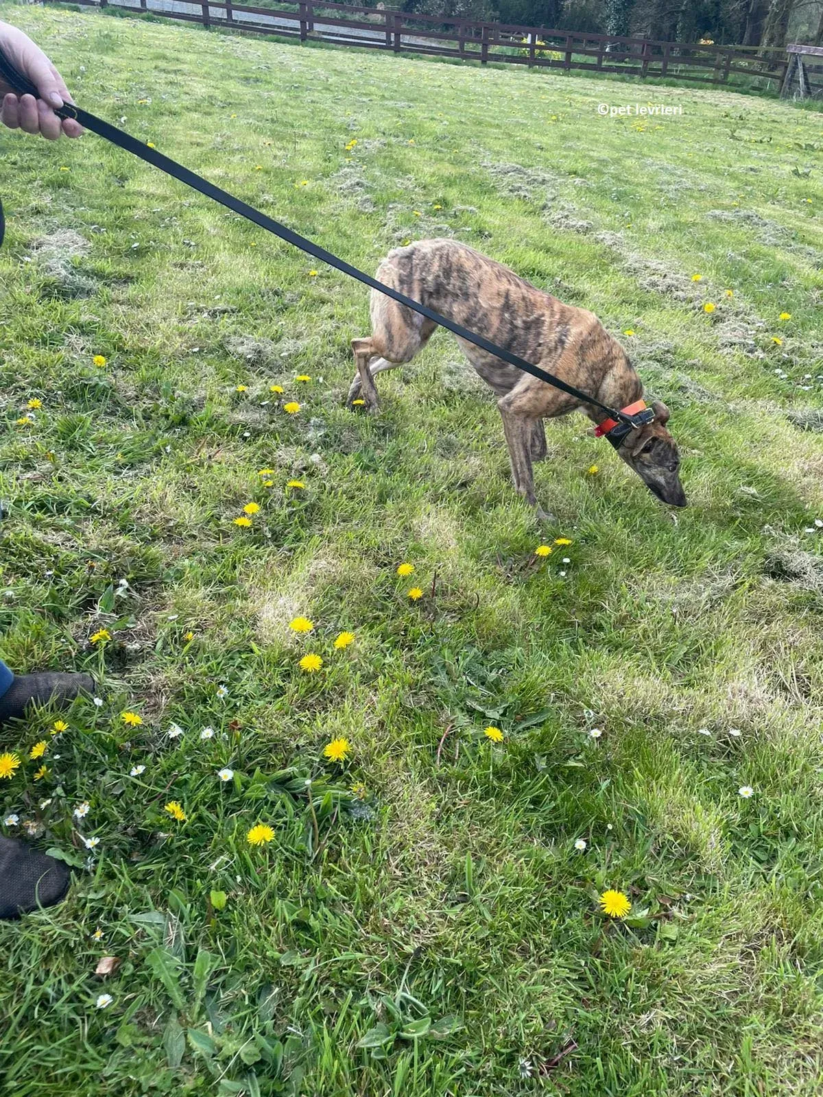 Lena adozione levriero greyhound17