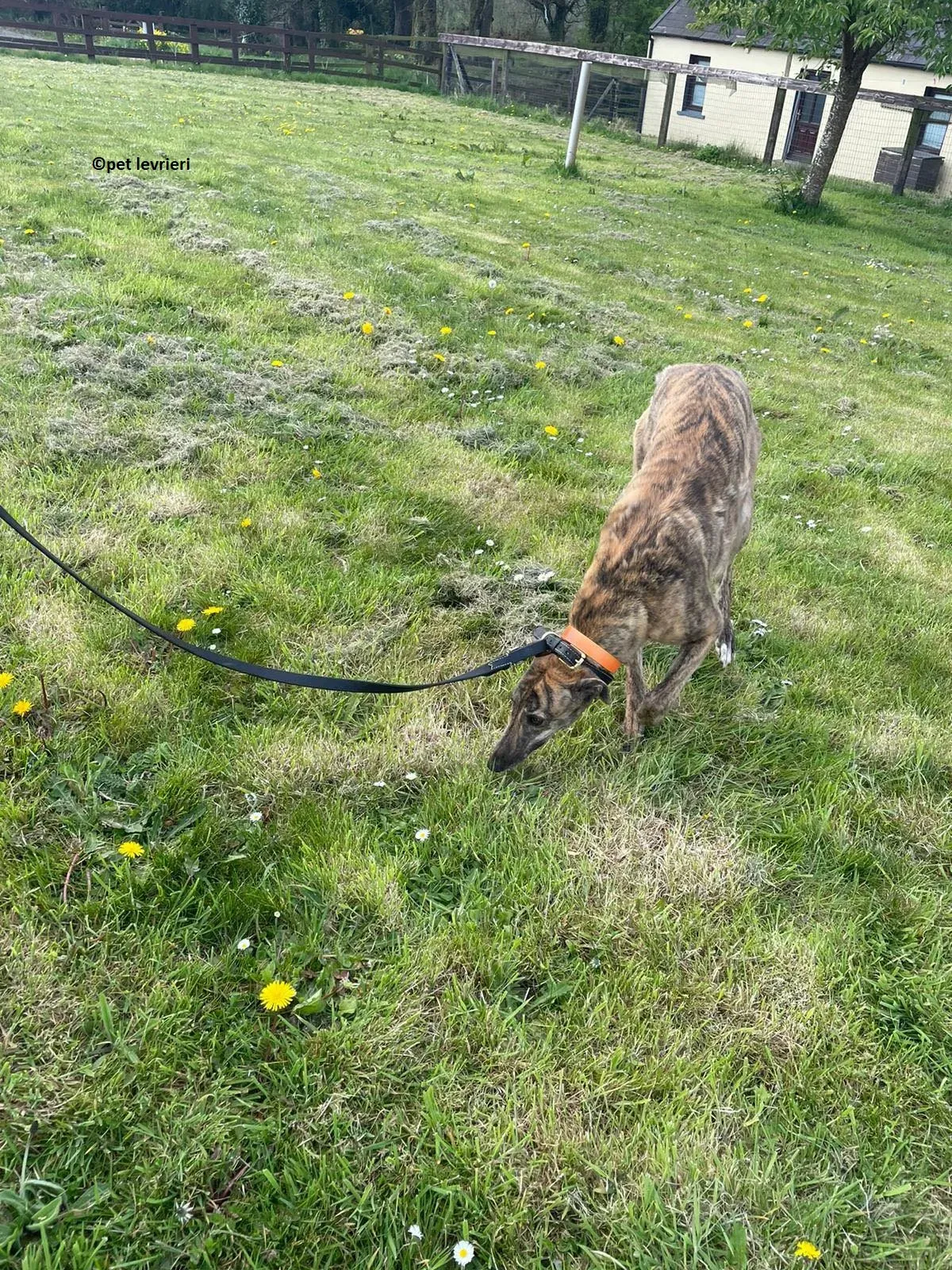 Lena adozione levriero greyhound18