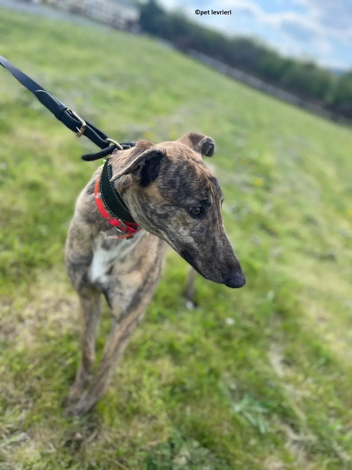 Lena adozione levriero greyhound2