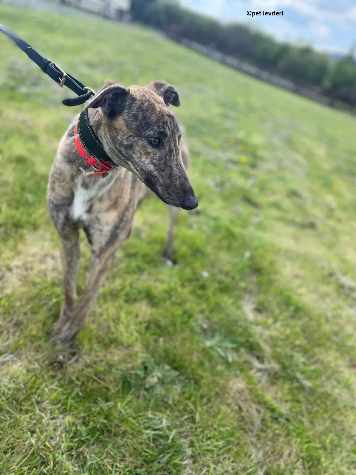 Lena adozione levriero greyhound3